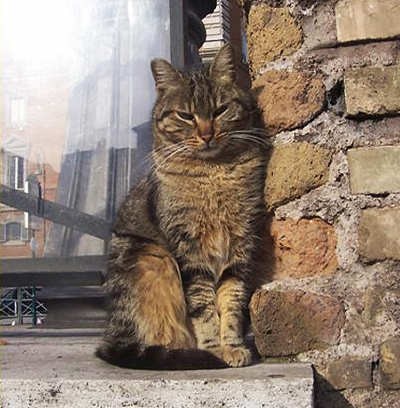 Cat_By_Brick_Wall