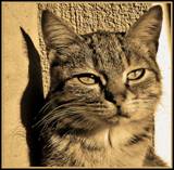 Cat1