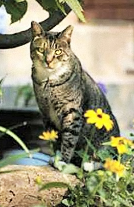 Cat_2
