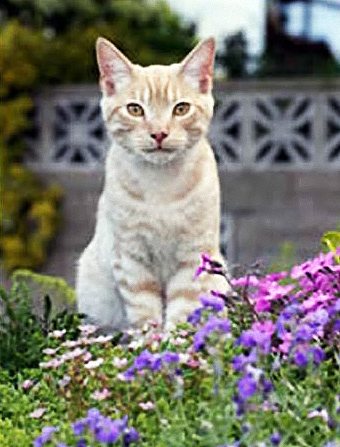 Cat_in_Flowers_1