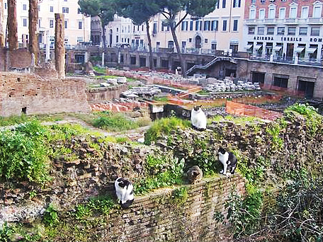 Rome_Ferals
